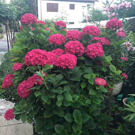 נייביצה Casa Hortensia מראה חיצוני תמונה